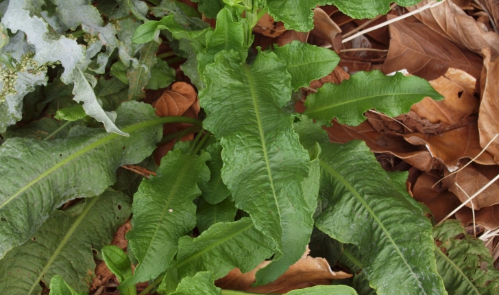 Rumex crispus