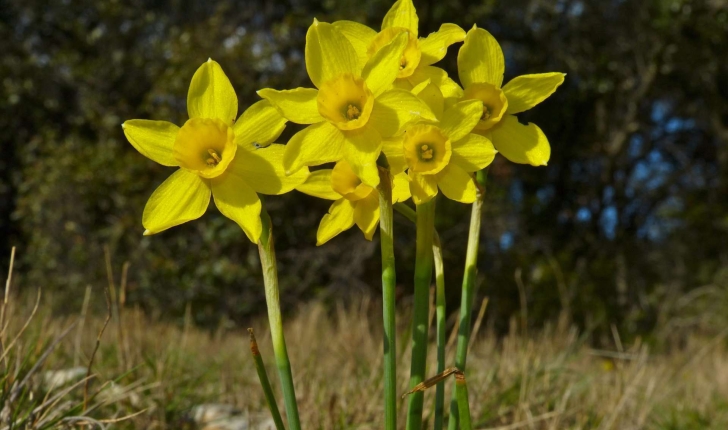 Narcissus assoanus Dufour, 1830