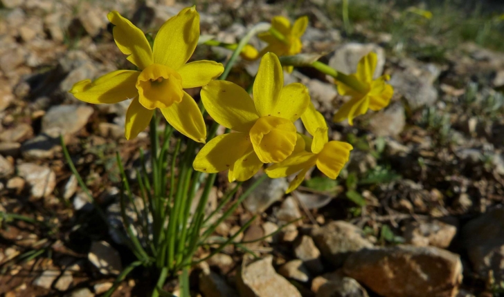 Narcissus assoanus Dufour, 1830