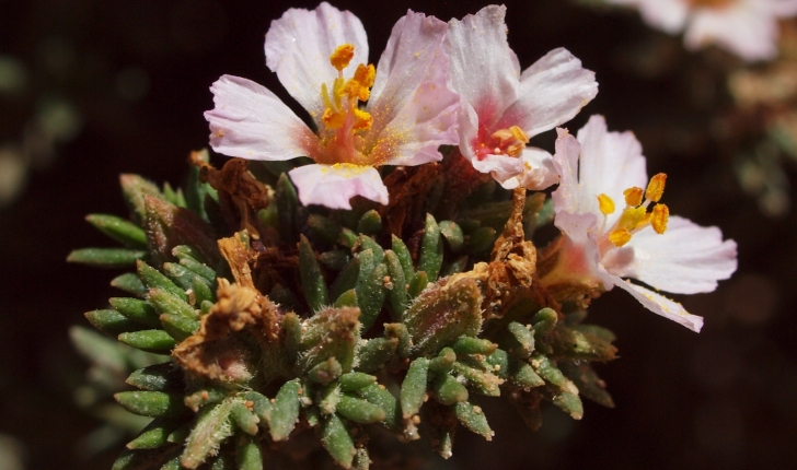 Frankenia hirsuta