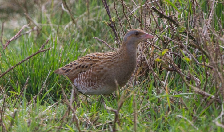 Crex crex (Linnaeus, 1758)