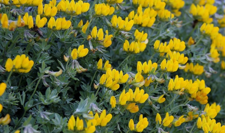 Lotus cytisoides