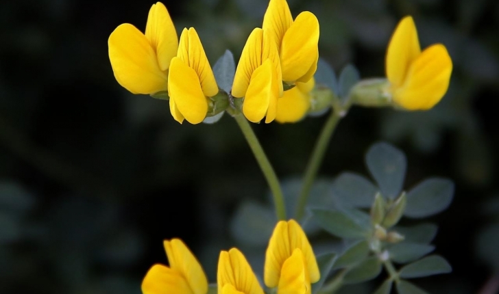 Lotus cytisoides