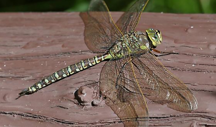 Aeshna eremita, Scudder 1866