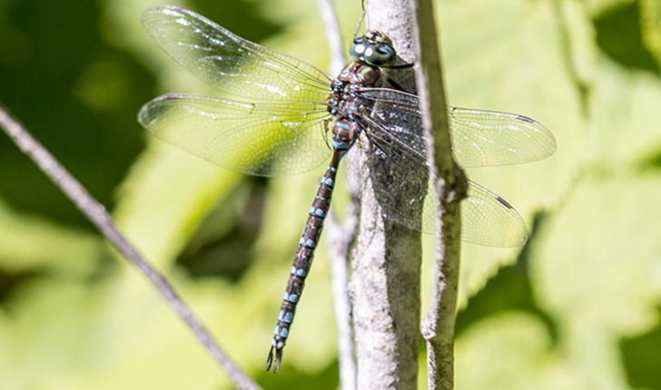 Aeshna eremita, Scudder 1866