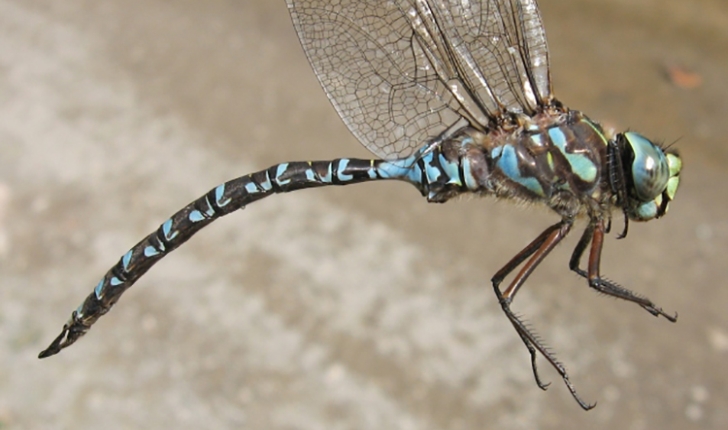 Aeshna eremita, Scudder 1866
