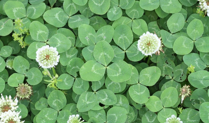 Trifolium repens L., 1753