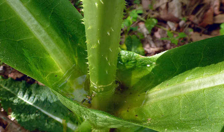 Dipsacus fullonum L., 1753