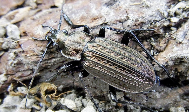 Carabus granulatus, Linné 1758