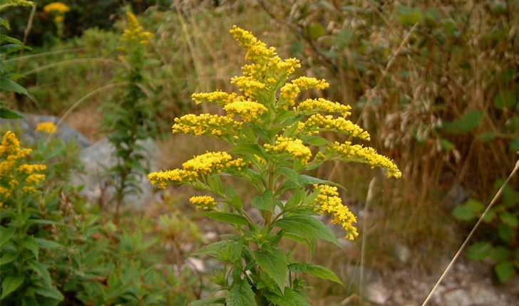 Solidago rugosa (Mill., 1768)