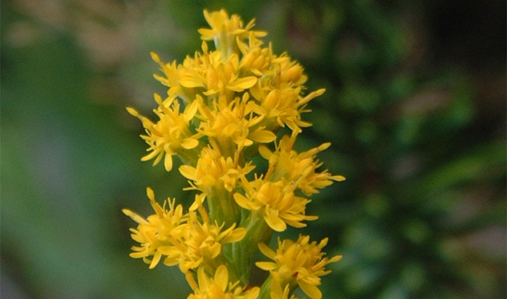 Solidago rugosa (Mill., 1768)