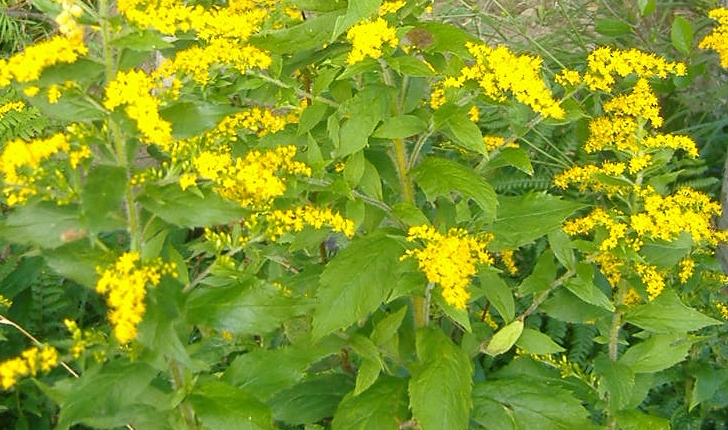 Solidago rugosa (Mill., 1768)