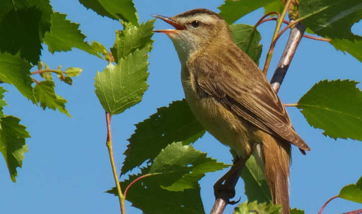 Acrocephalus schoenobaenus (Linnaeus, 1758)