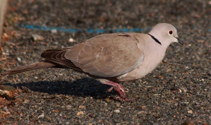 Streptopelia decaocto (Frivaldszky, 1838)