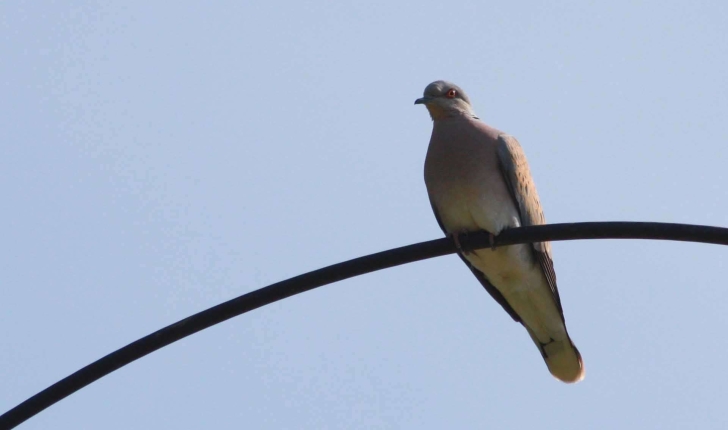 Streptopelia turtur (Linnaeus, 1758)