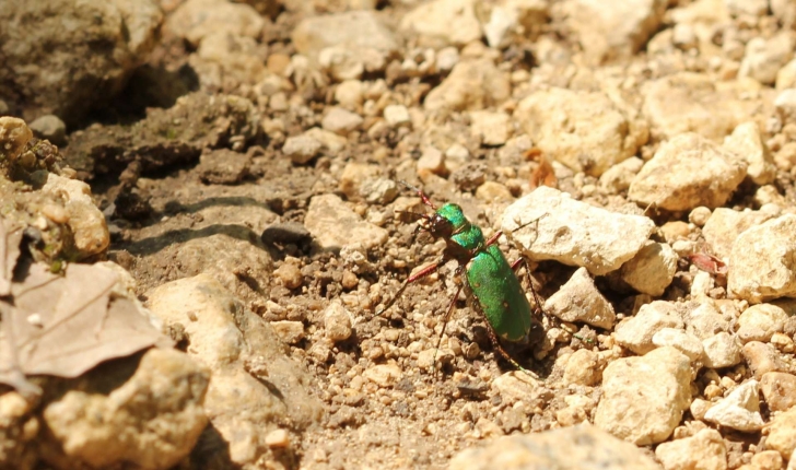 Cicindela campestris (Linnaeus, 1758)