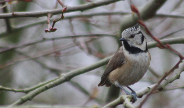 Lophophanes cristatus  (Linnaeus, 1758)