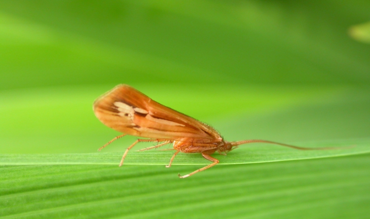 Glyphopsyche irrorata, Fabricius 1781