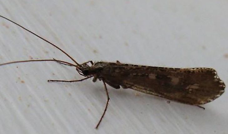 Glyphopsyche irrorata, Fabricius 1781