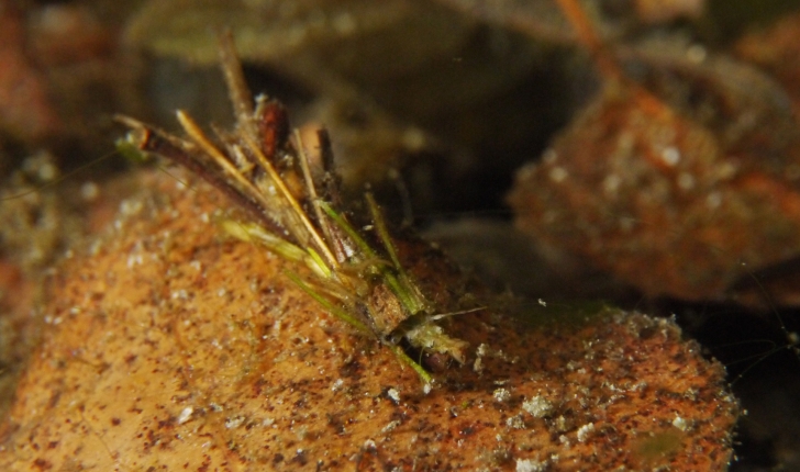 Glyphopsyche irrorata, Fabricius 1781
