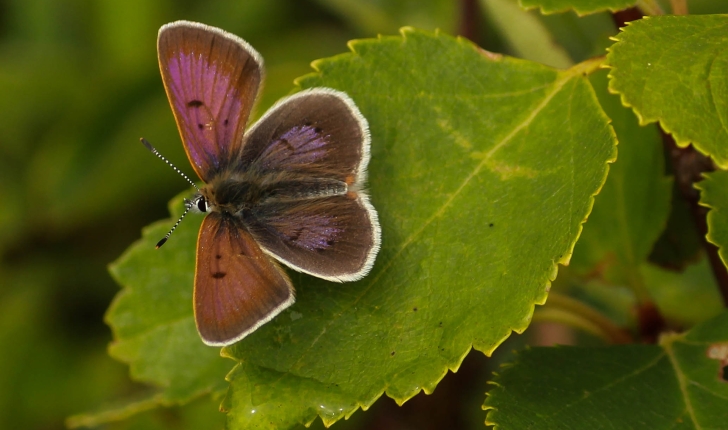 Lycaena epixanthe, Boisduval & LEconte, 1835