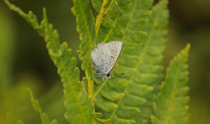 Lycaena epixanthe, Boisduval & LEconte, 1835