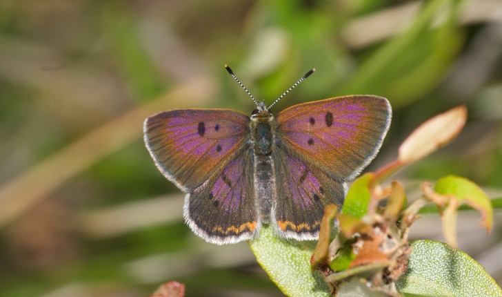 Lycaena epixanthe, Boisduval & LEconte, 1835
