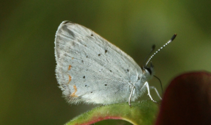 Lycaena epixanthe, Boisduval & LEconte, 1835