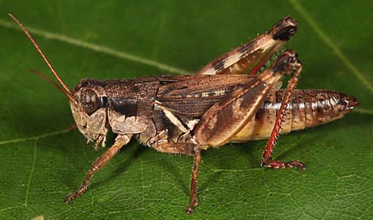 Melanoplus fasciatus, Walker 1870