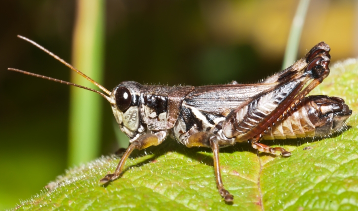 Melanoplus fasciatus, Walker 1870