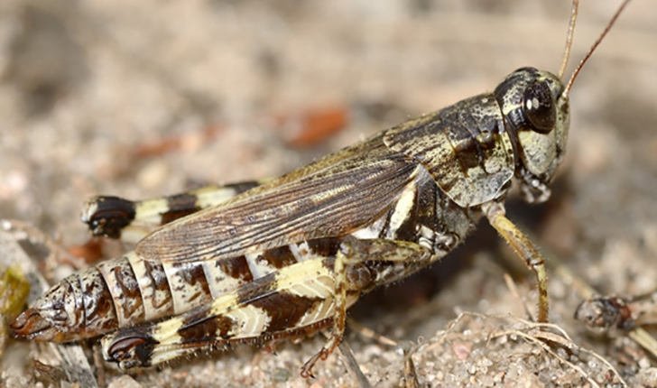 Melanoplus fasciatus, Walker 1870