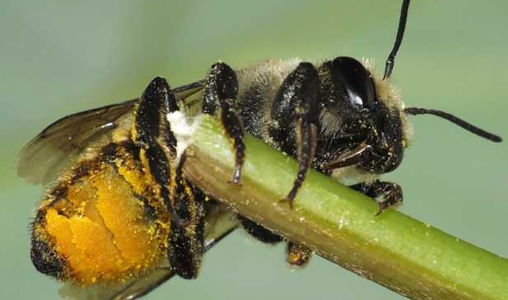 Megachile centuncularis, Linné 1758