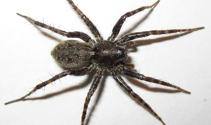 Pardosa groenlandica, Thorell 1872