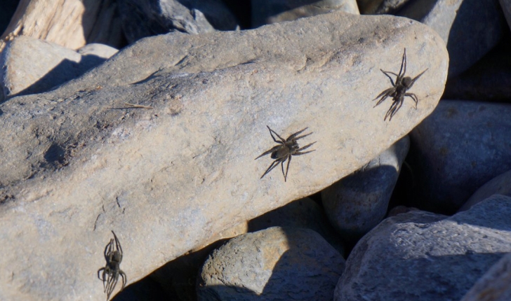 Pardosa groenlandica, Thorell 1872