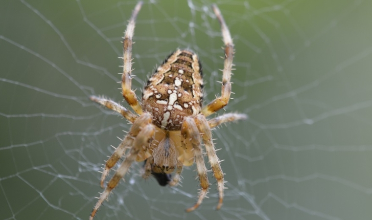 Araneus diadematus, Clerck 1758