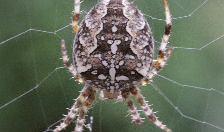 Araneus diadematus, Clerck 1758