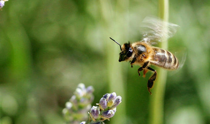 Apis mellifera (L., 1758)