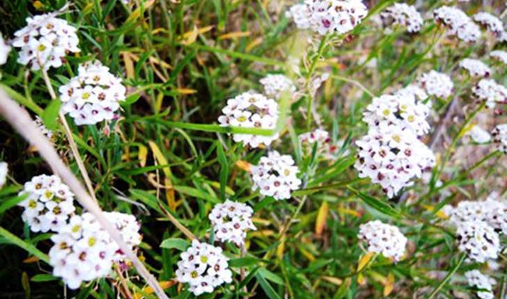 Lobularia maritima ((L.) Desv., 1815)