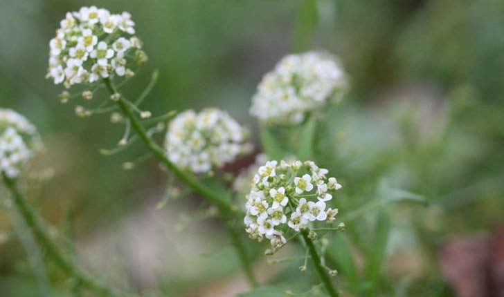 Lobularia maritima ((L.) Desv., 1815)