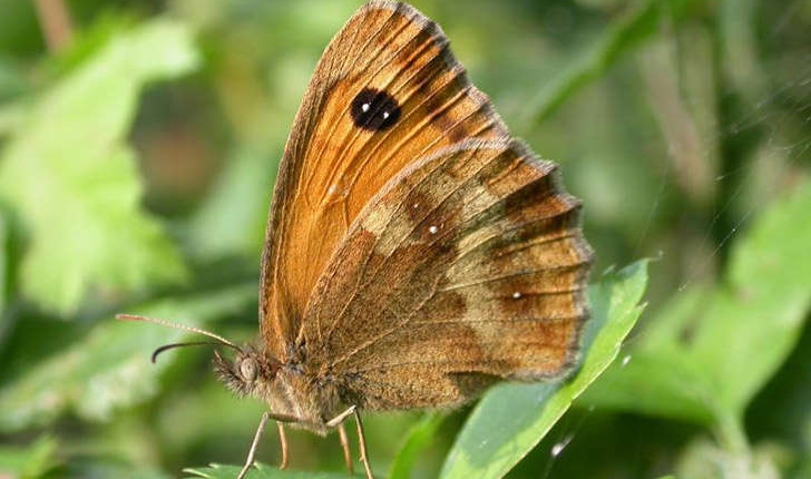 Pyronia tithonus (Linné, 1771)