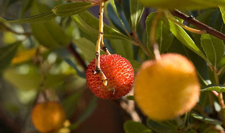 Arbutus unedo (Linné, 1753)