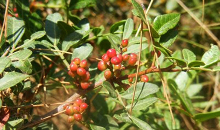 Pistacia lentiscus (Linné, 1758) 