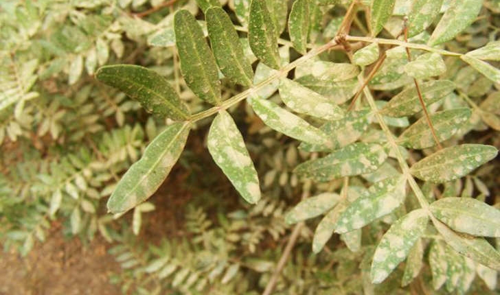 Pistacia lentiscus (Linné, 1758) 