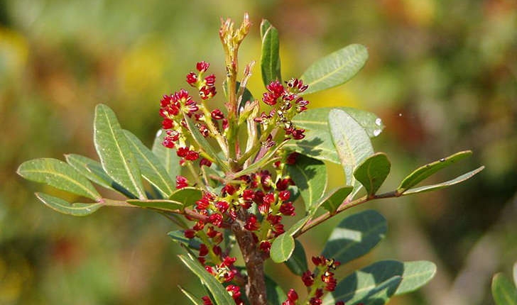 Pistacia lentiscus (Linné, 1758) 