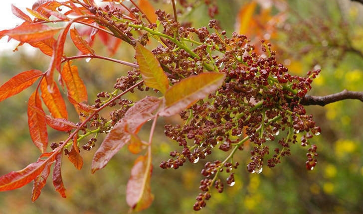 Pistacia lentiscus (Linné, 1758) 