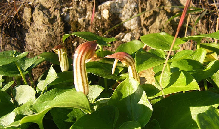 Arisarum vulgare (O.Targ. Tozz, 1810)