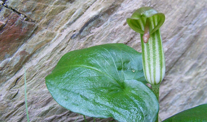 Arisarum vulgare (O.Targ. Tozz, 1810)