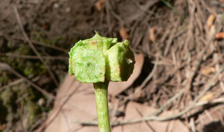 Arisarum vulgare (O.Targ. Tozz, 1810)