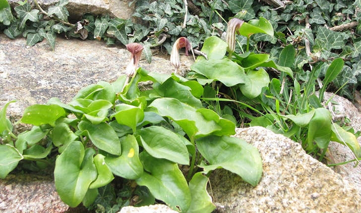 Arisarum vulgare (O.Targ. Tozz, 1810)