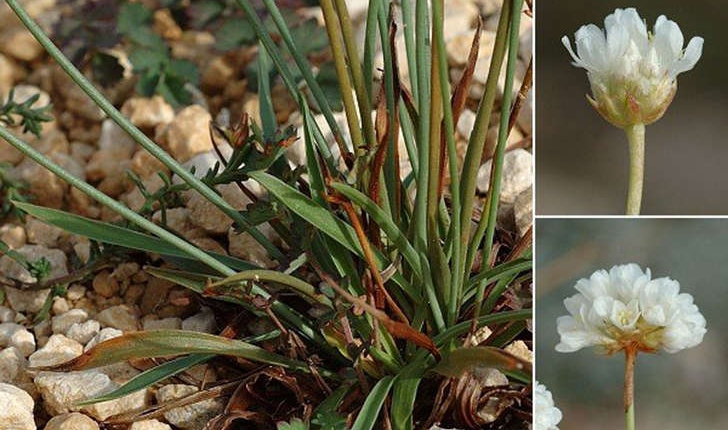 Armeria arenaria subsp. pradetensis (Médail, Baumel & Auda, 2009)